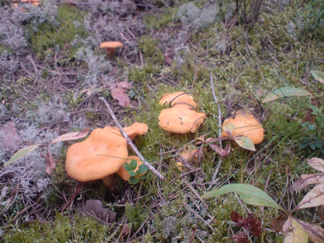 Hyttingsfabodstugor Borlänge Esterno foto